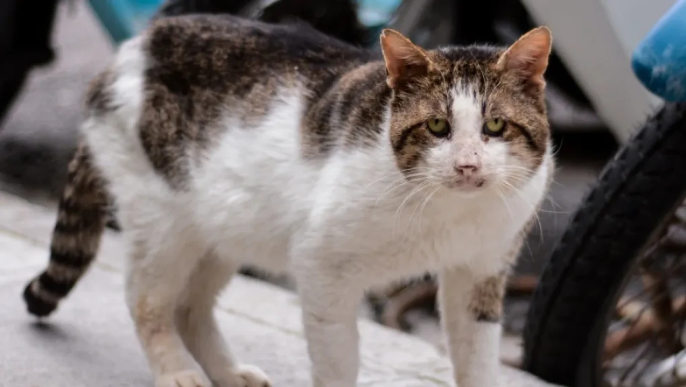 Κυψέλη: Άνδρας αποκεφάλισε γάτα στον δρόμο!