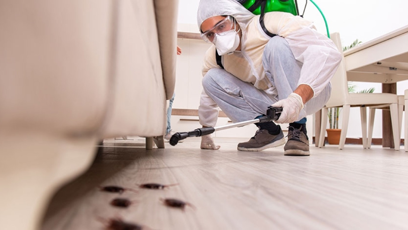 Έξι πράγματα που (μάλλον) δεν ήξερες για τις κατσαρίδες