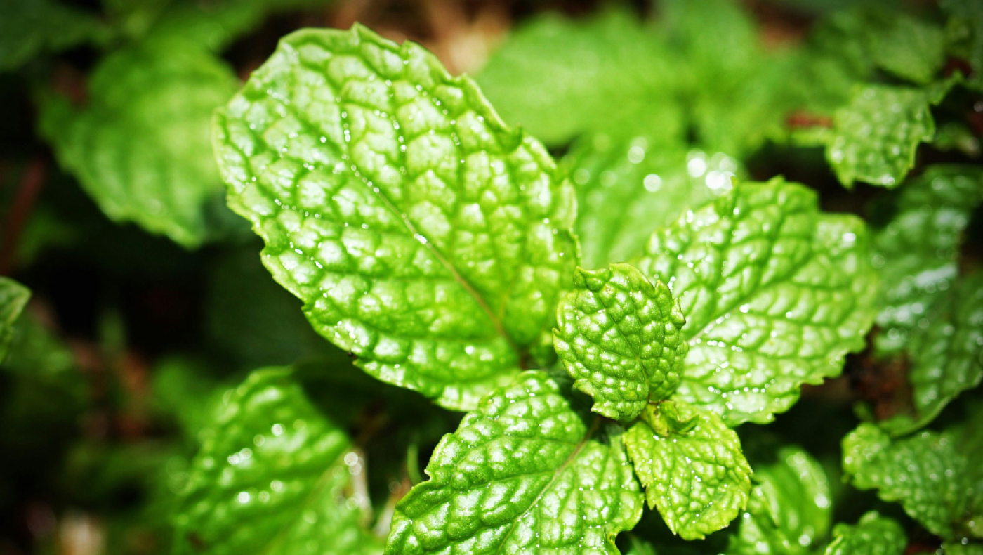 Άνοια: Το δροσιστικό άρωμα που προστατεύει τη μνήμη