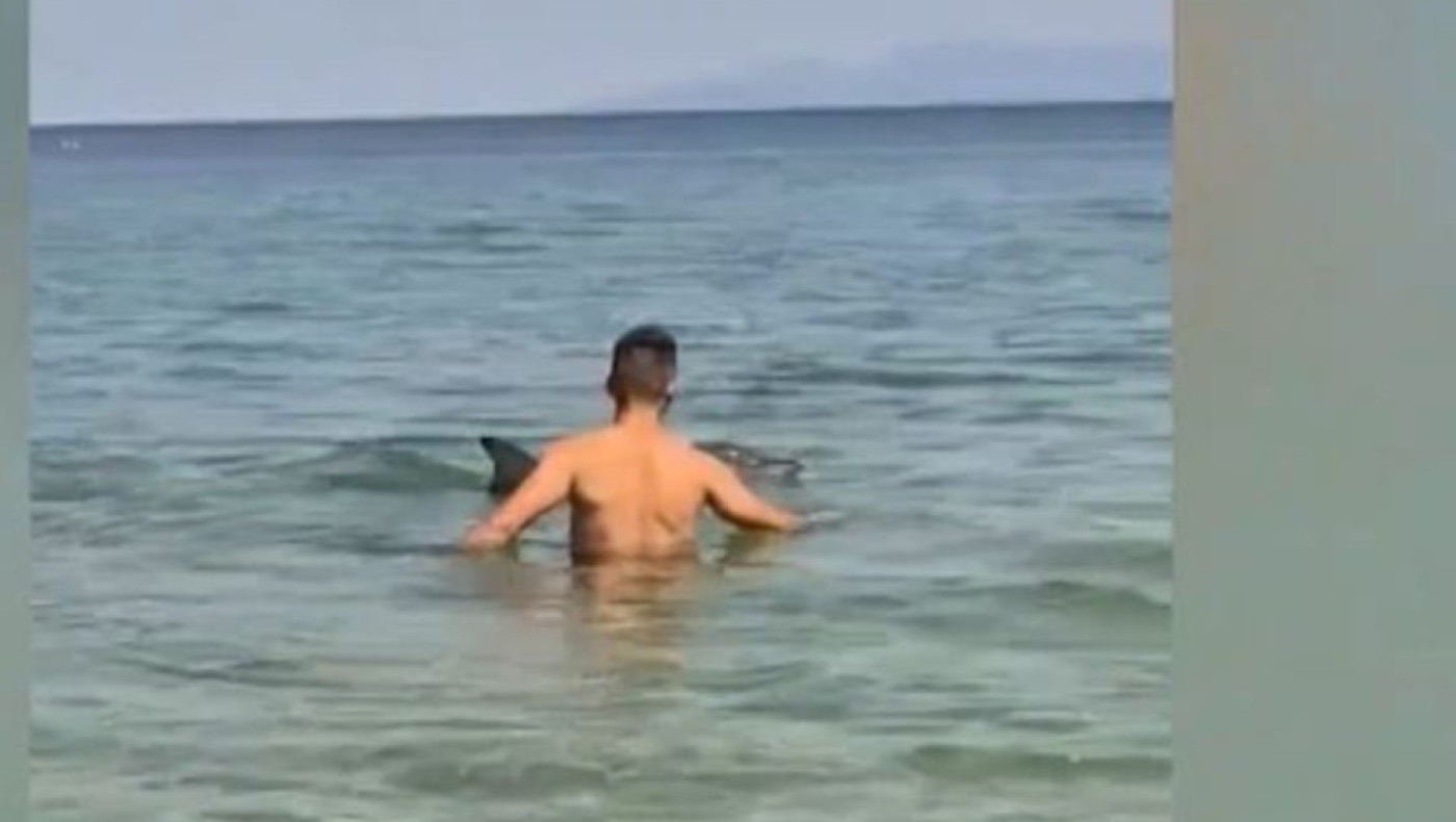 Καβάλα: Δελφίνι κολυμπά στα ρηχά παραλίας στη Ν. Πέραμο