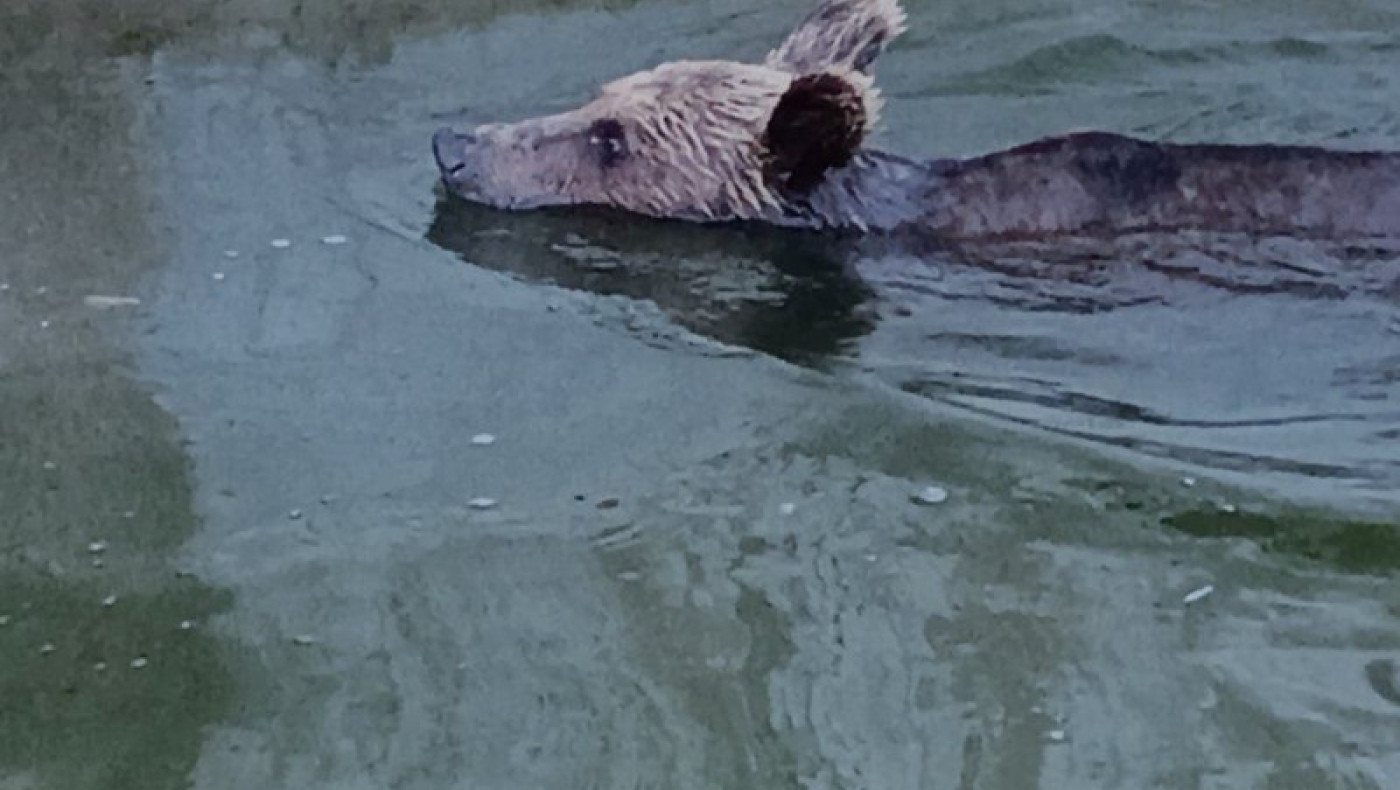 Επιχείρηση απεγκλωβισμού νεαρής αρκούδας από γεμάτη δεξαμενή νερού