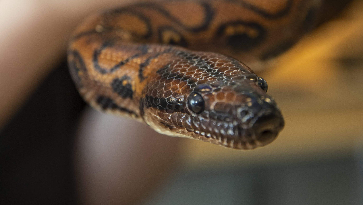 Ποιο είναι το φίδι... Ρονάλντο που σπάει τα ρεκόρ στη φύση!