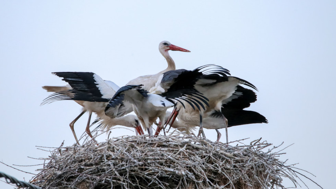 Ποιο είναι το χωριό που οι πελαργοί είναι περισσότεροι από τους κατοίκους