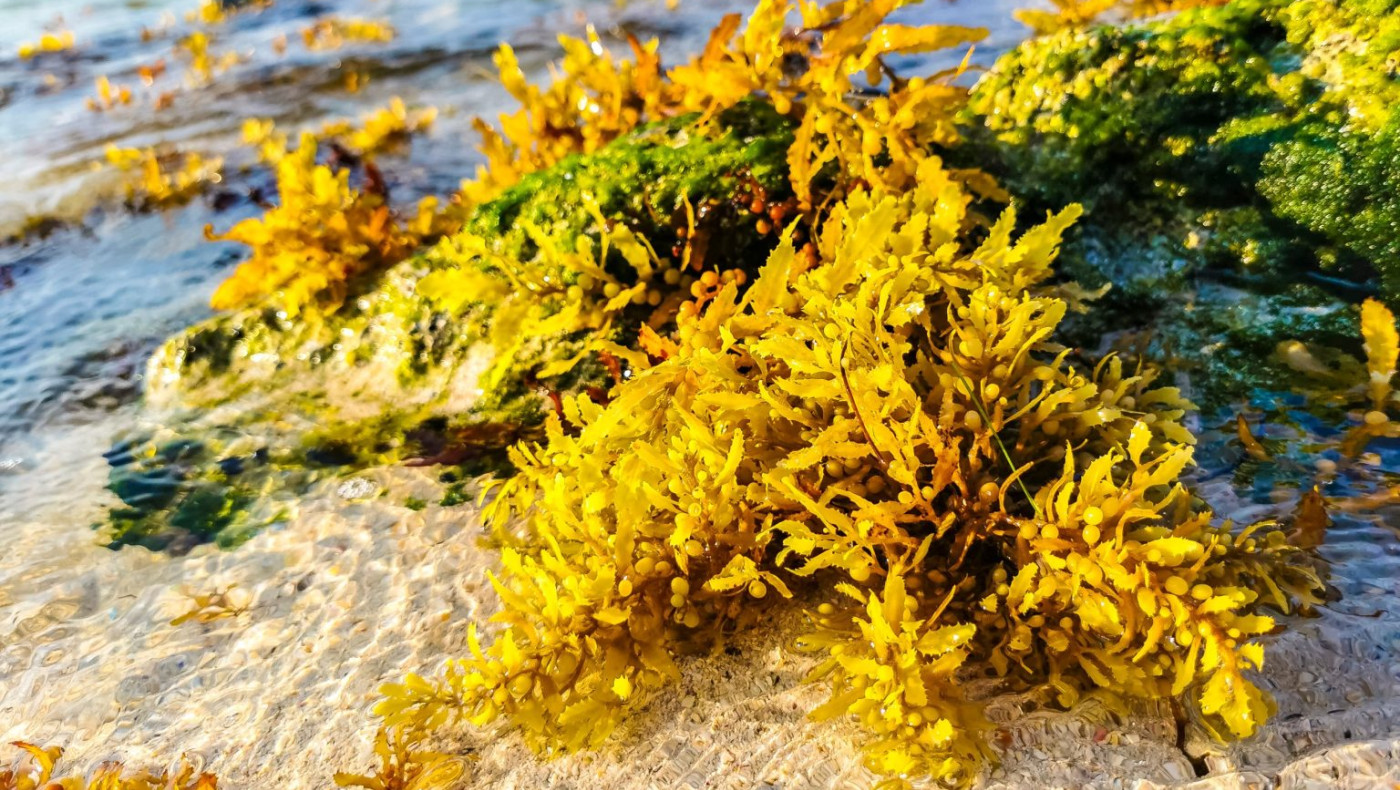 Το θαλασσινό λαχανικό που ρίχνει την πίεση και βοηθά στην απώλεια βάρους