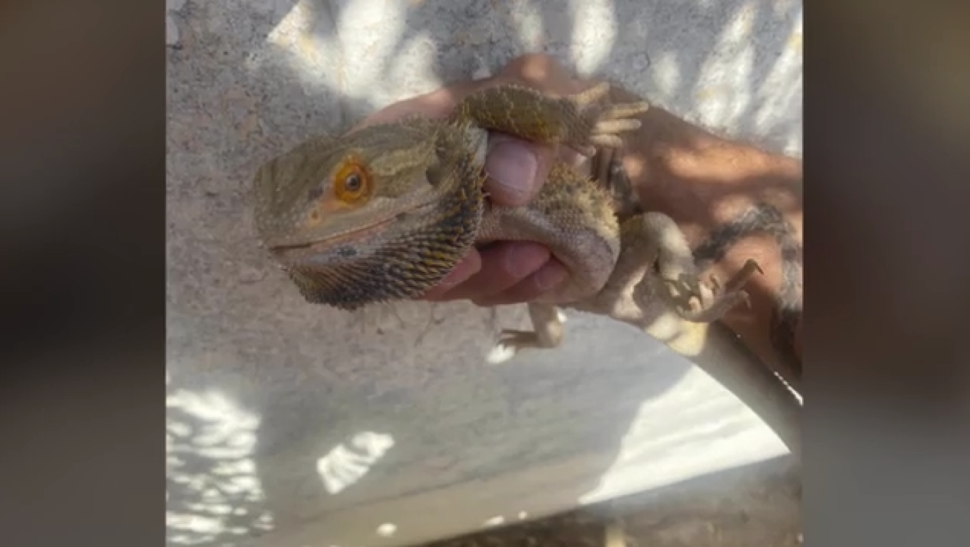 Θεσσαλονίκη: «Δράκος» έκανε βόλτες στην Άνω Πόλη