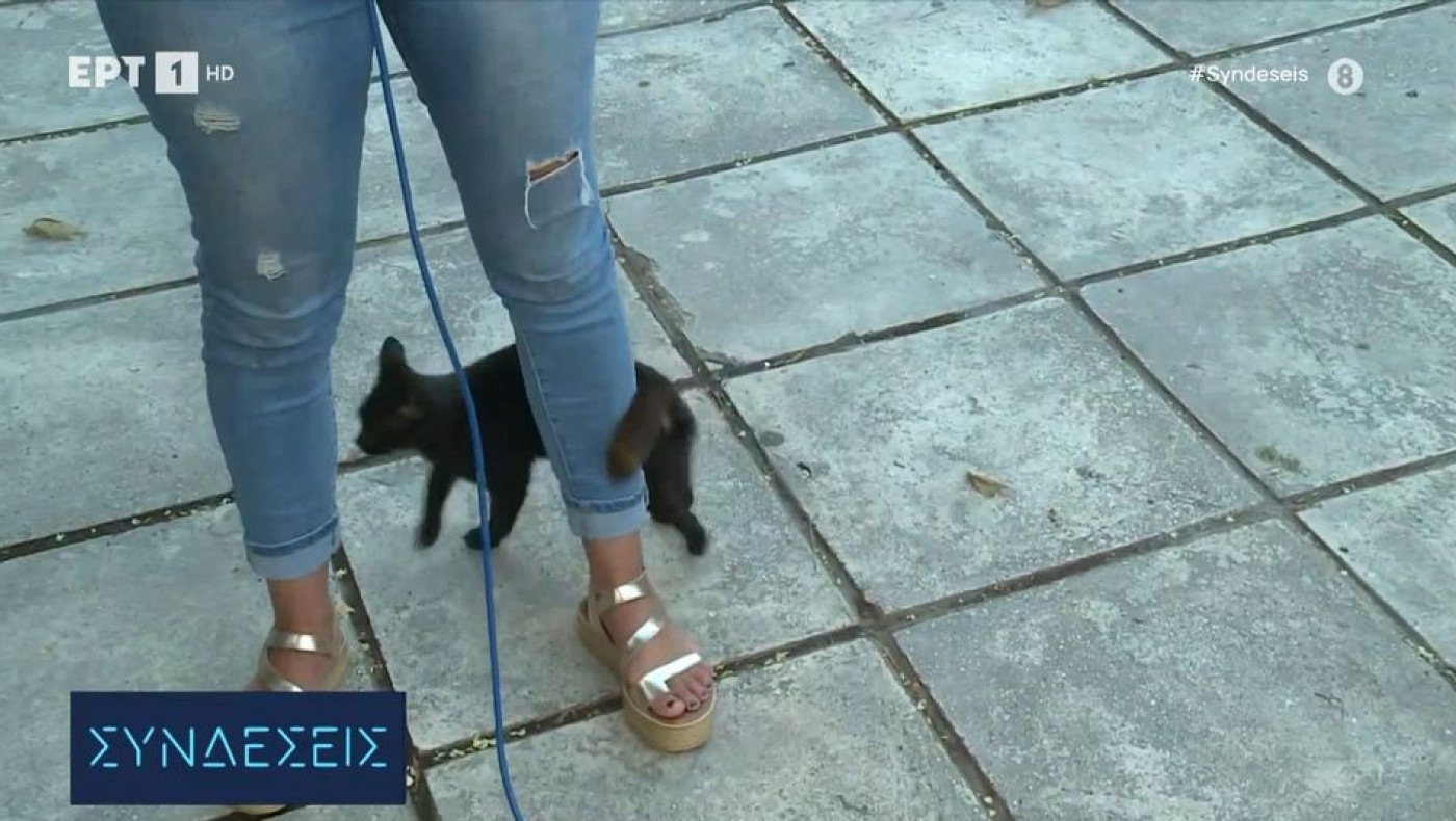Viral μαύρη γάτα σε ζωντανή σύνδεση της ΕΡΤ: Ερωτεύτηκε ΠΑΟΚτσού ρεπόρτερ
