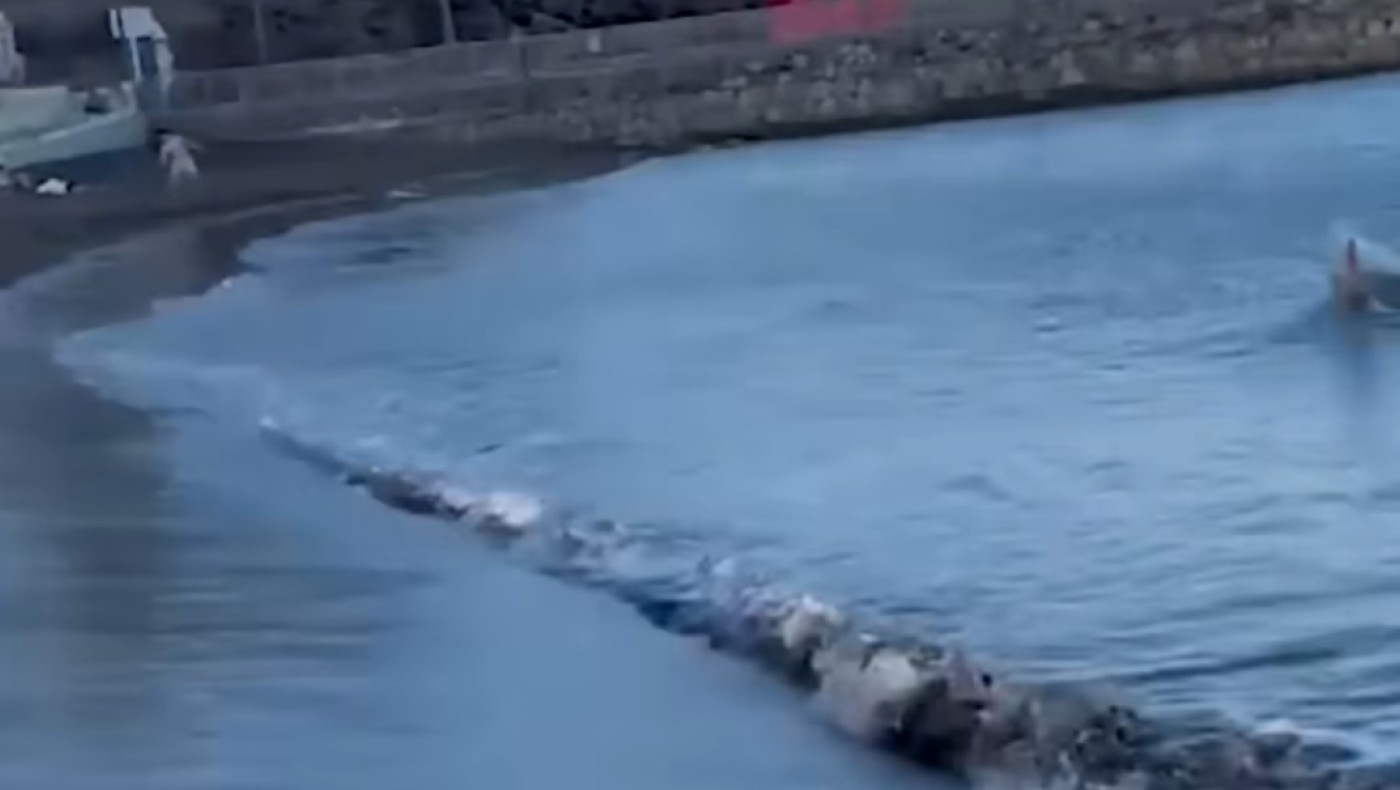 Σοκ με καρχαρία που όρμηξε σε λουόμενους! (vid)