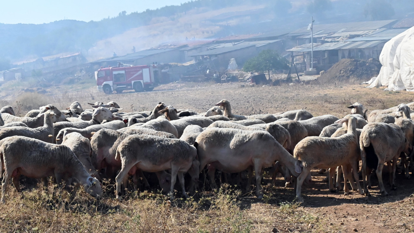 Σουφλί: Νεκρά από κεραυνό 15 πρόβατα!