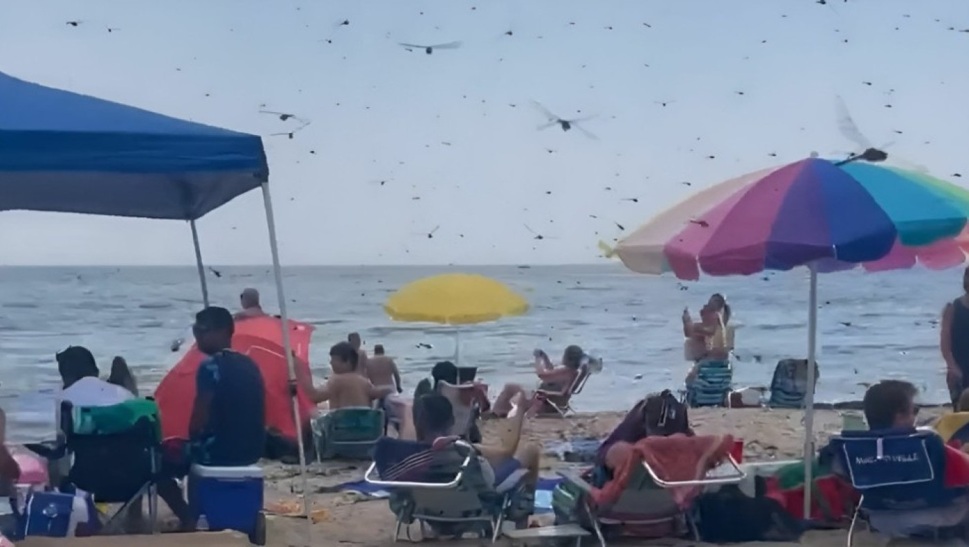 Απίστευτο σκηνικό: Χιλιάδες λιβελούλες προκαλούν πανικό σε λουόμενους (vid)