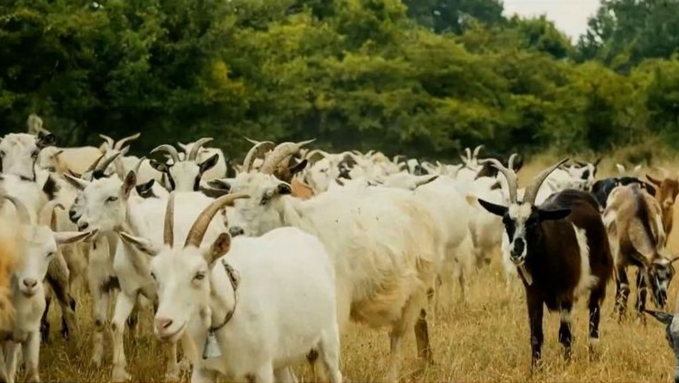 Πανώλη αιγοπροβάτων: Απαγόρευση μετακίνησης ζώων σε όλη τη χώρα-Χιλιάδες θανατώσεις