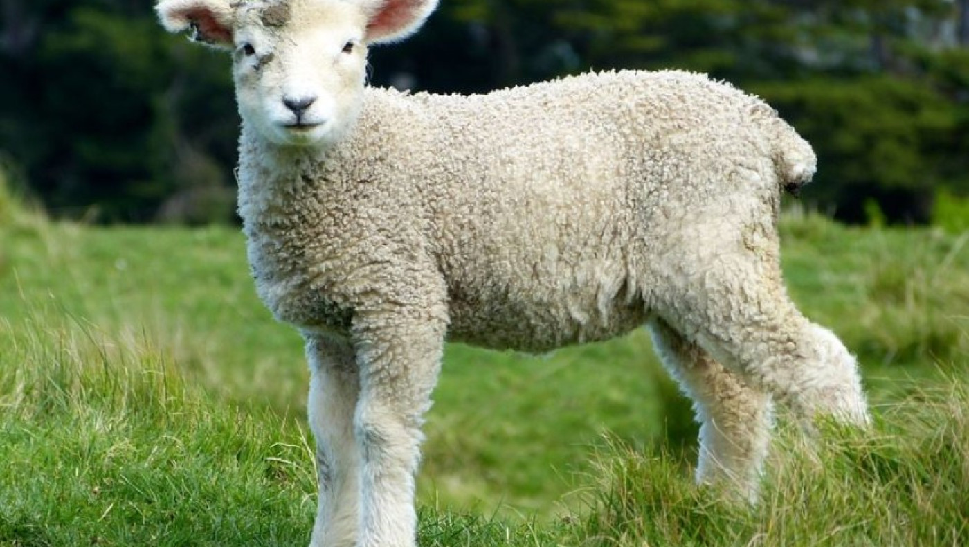 Θεσσαλονίκη: Ζωντανό αρνάκι δώρο σε λαχειοφόρο αγορά