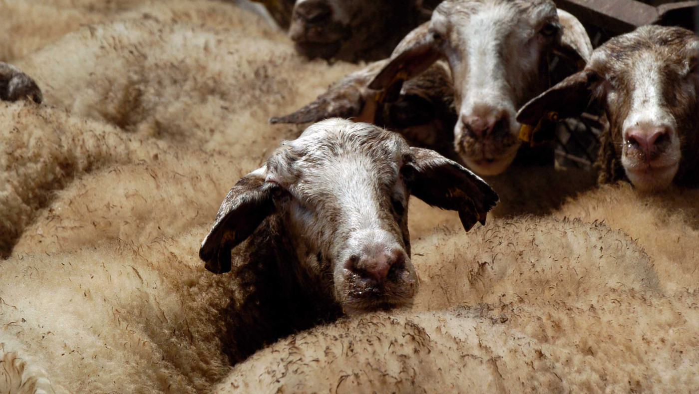 Κρήτη: Όλα του γάμου δύσκολα λόγω... πανώλης