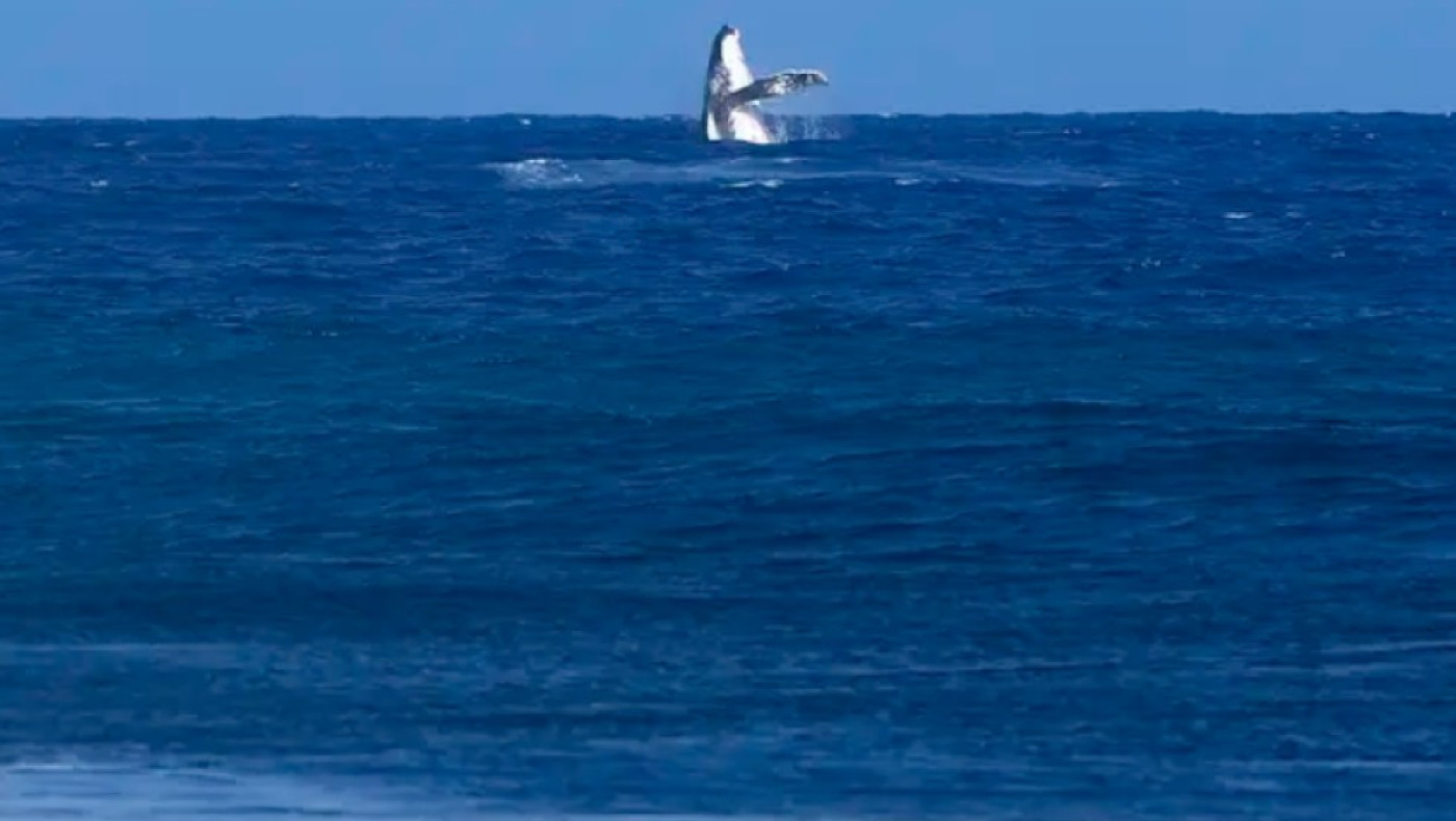 Ολυμπιακοί Αγώνες: Μια φάλαινα έκλεψε τις εντυπώσεις στα ημιτελικά του σερφ (pic, vid)