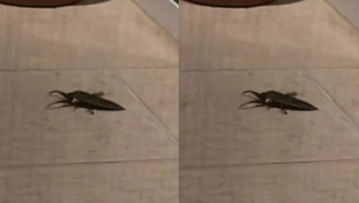 Λάρισα: Εντοπίστηκε σπάνιο δηλητηριώδες έντομο- Μοιάζει με μεγάλη κατσαρίδα (vid)