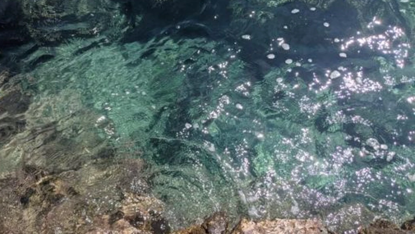 Μέγαρα: Έπνιξαν σκύλο στη θάλασσα δένοντάς του πέτρα στον λαιμό