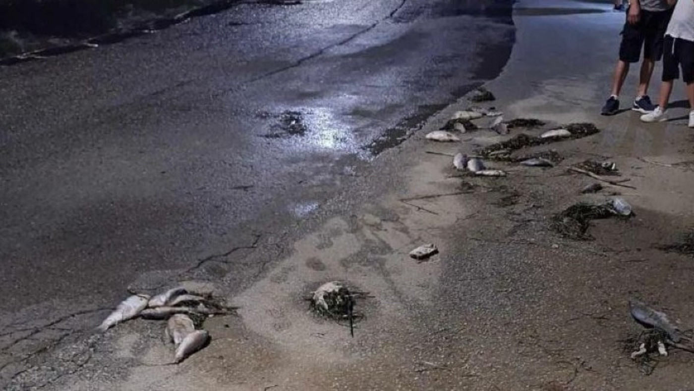 Ανησυχία στον Βόλο: Γέμισε νεκρά ψάρια η παραλία