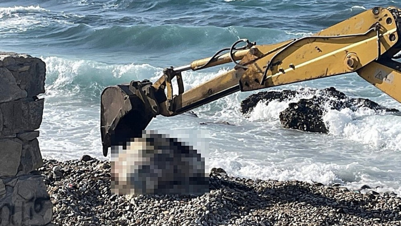 Νάξος: Ξεβράστηκε αγελάδα χωρίς κεφάλι και με δεμένα πόδια (vid)