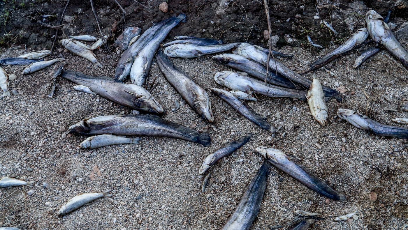 Βόλος: Χωρίς σταματημό το θρίλερ με τα νεκρά ψάρια