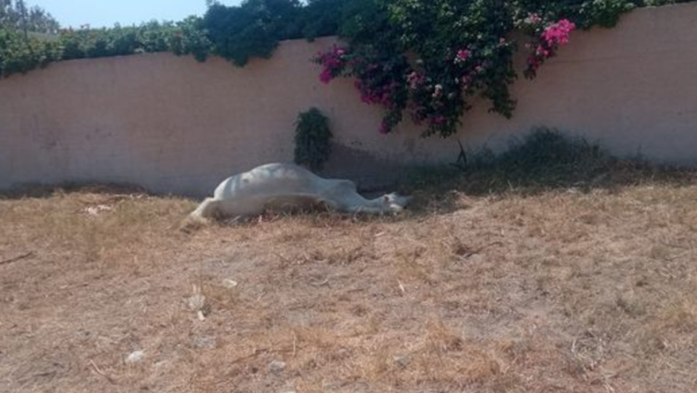 Σαντορίνη: Άφησαν άλογο να πεθάνει δεμένο