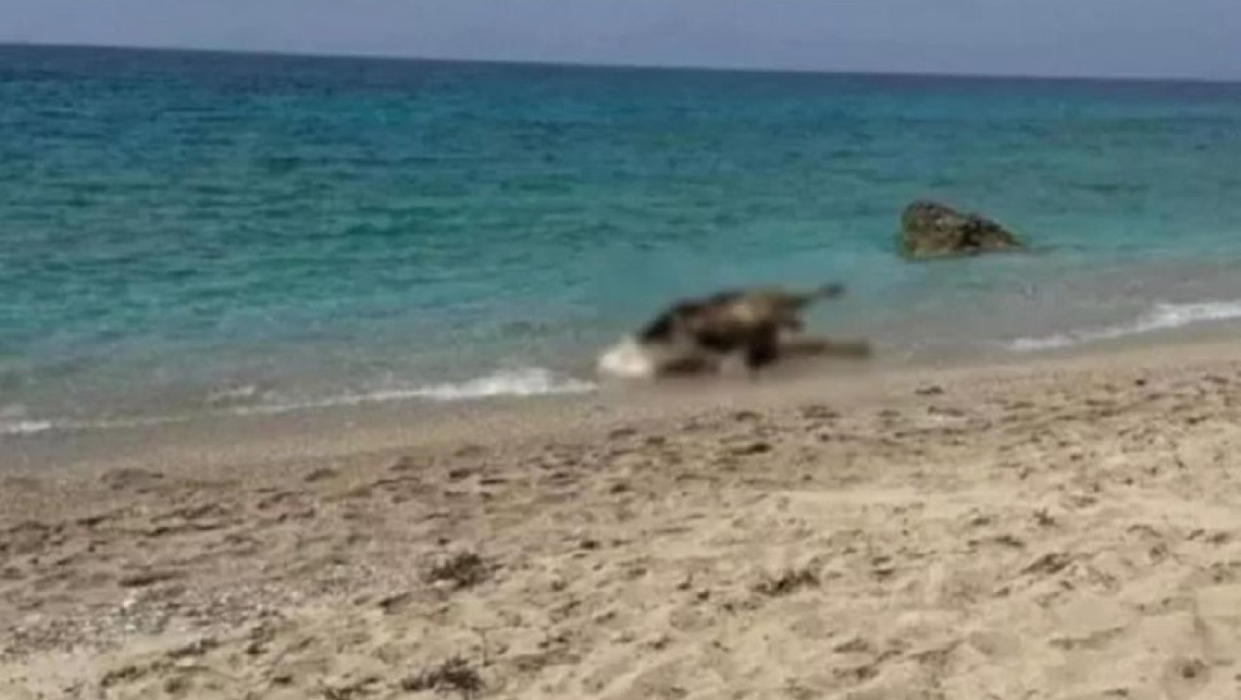 Μακάβριο θέαμα: Νεκρές αγελάδες ξεβράζονται σε παραλίες της Λευκάδας!