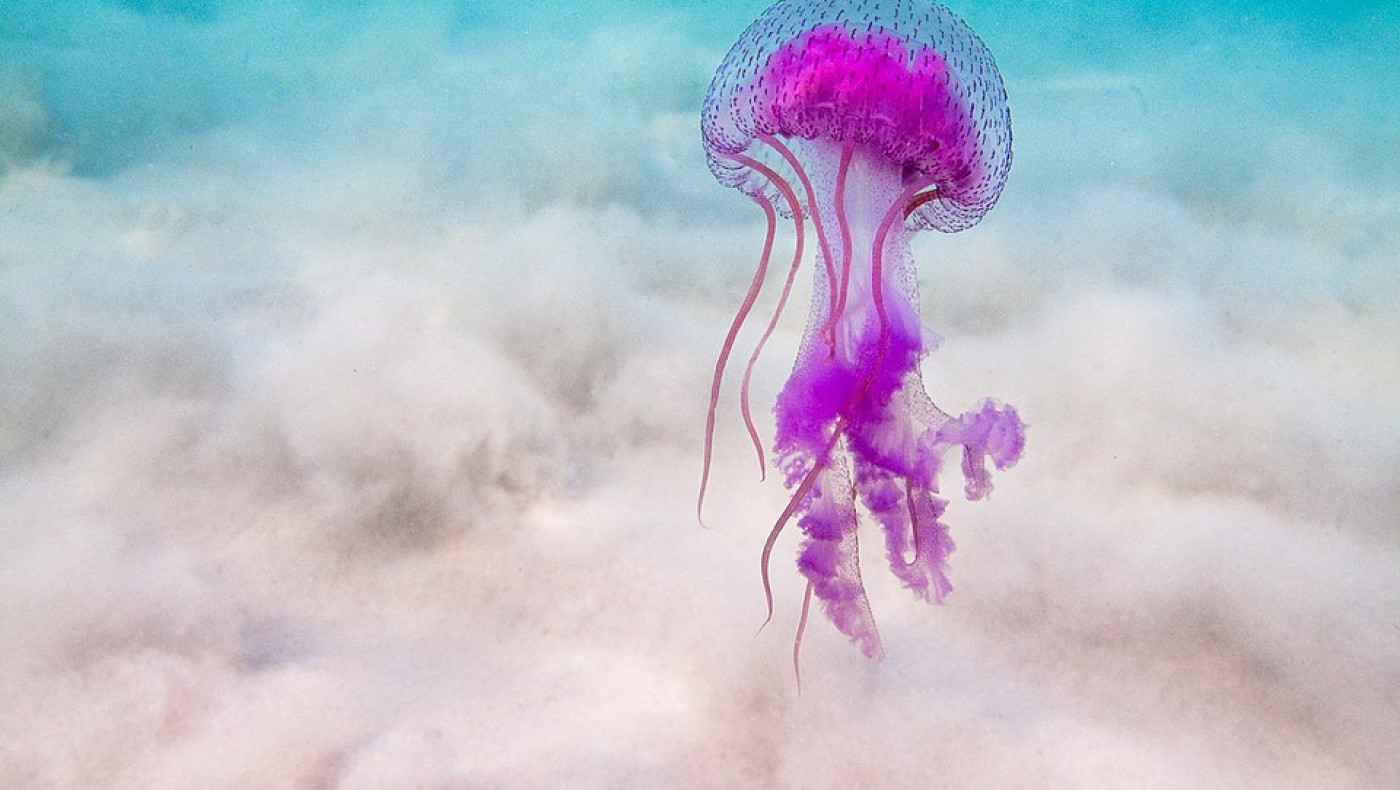 «Εισβολή» από μέδουσες: 7.500 λουόμενοι ζήτησαν ιατρική βοήθεια