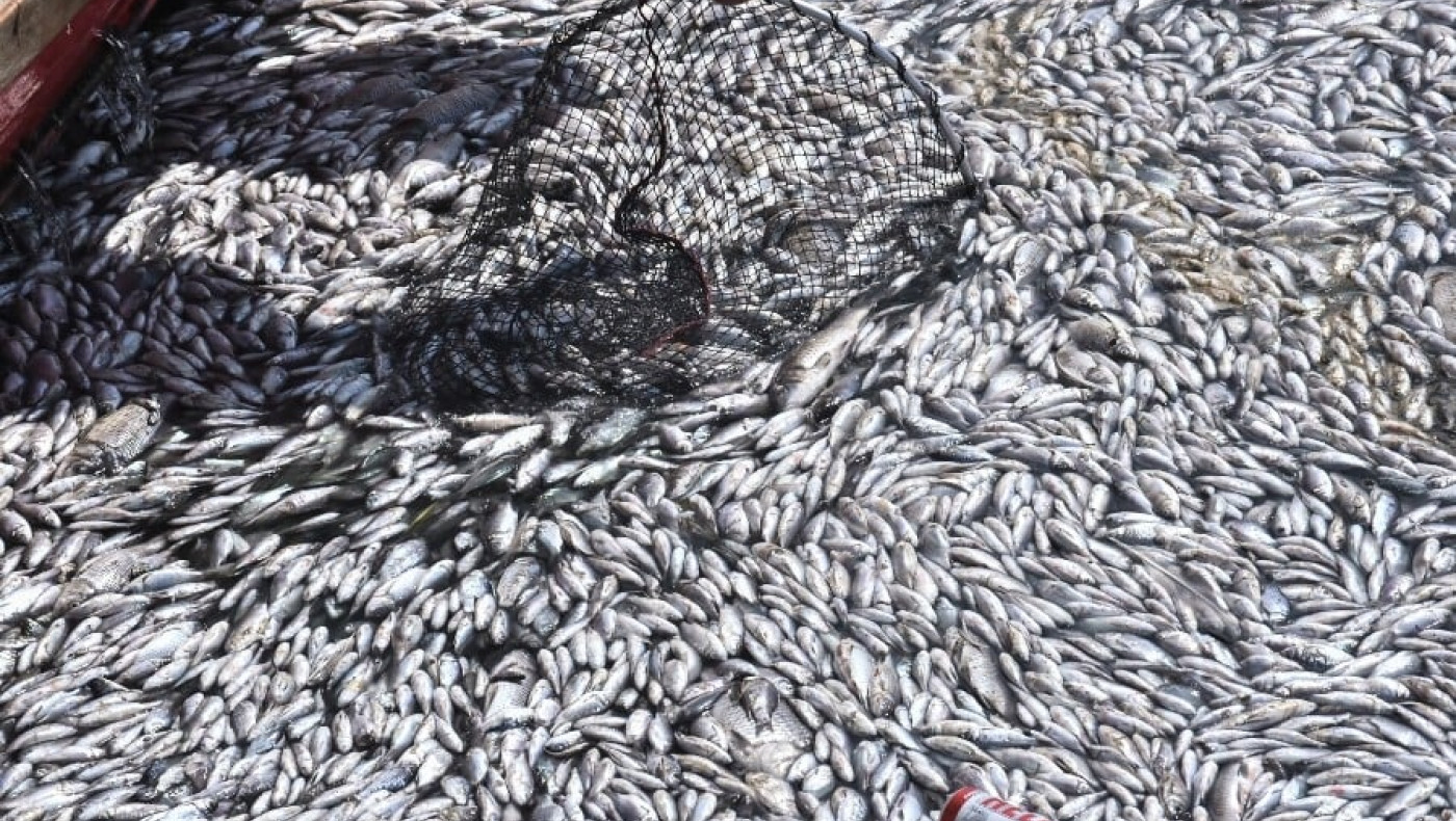 Βόλος: Το Λιμεναρχείο απαγόρευσε το μπάνιο σε δεκάδες παραλίες λόγω των νεκρών ψαριών