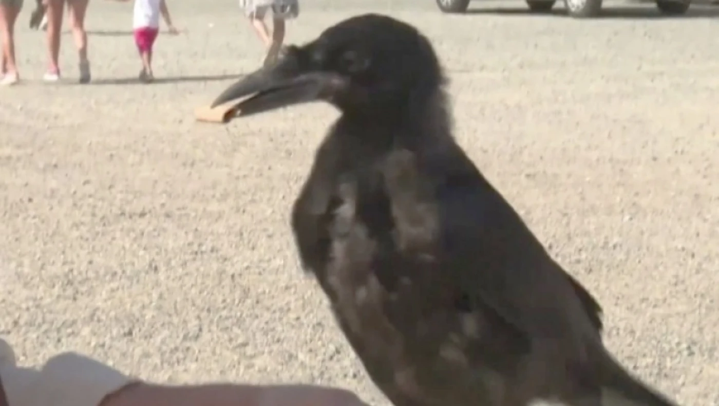 Κοράκια εκπαιδεύτηκαν να μαζεύουν... γόπες