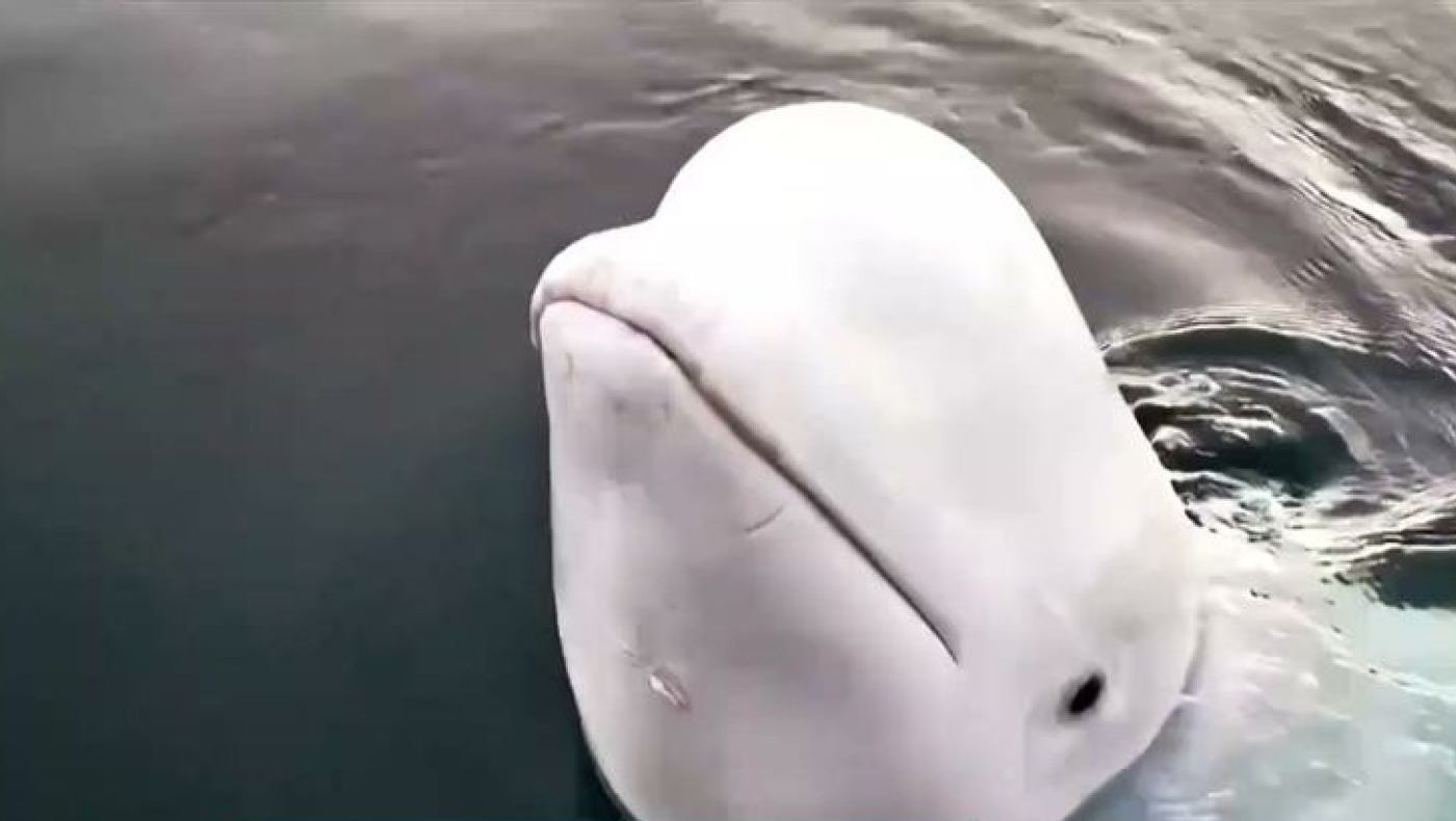 Χβάλντιμιρ: Νεκρή εντοπίστηκε η φάλαινα «Ρώσος κατάσκοπος»