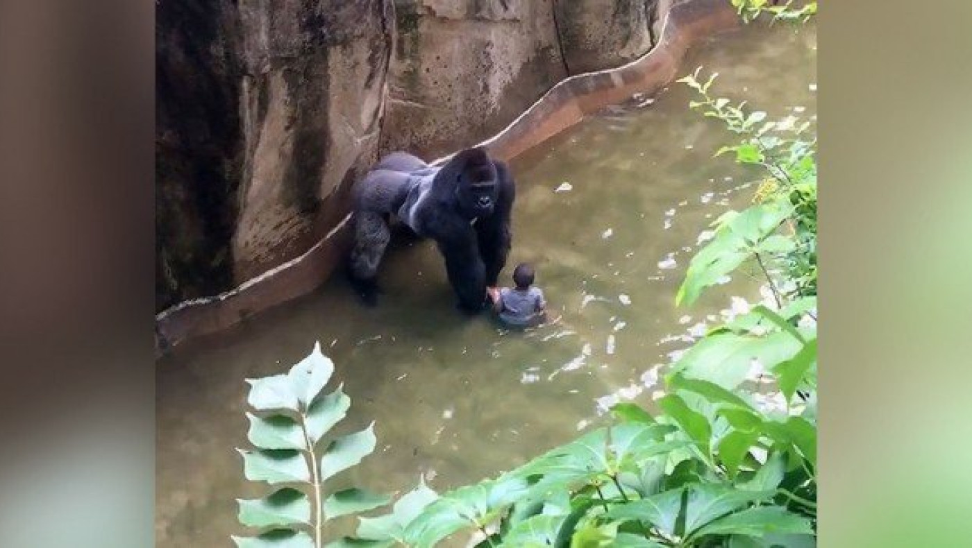 Προκαλεί η μητέρα του 4χρονου που μπήκε στο κλουβί με τους γορίλες!