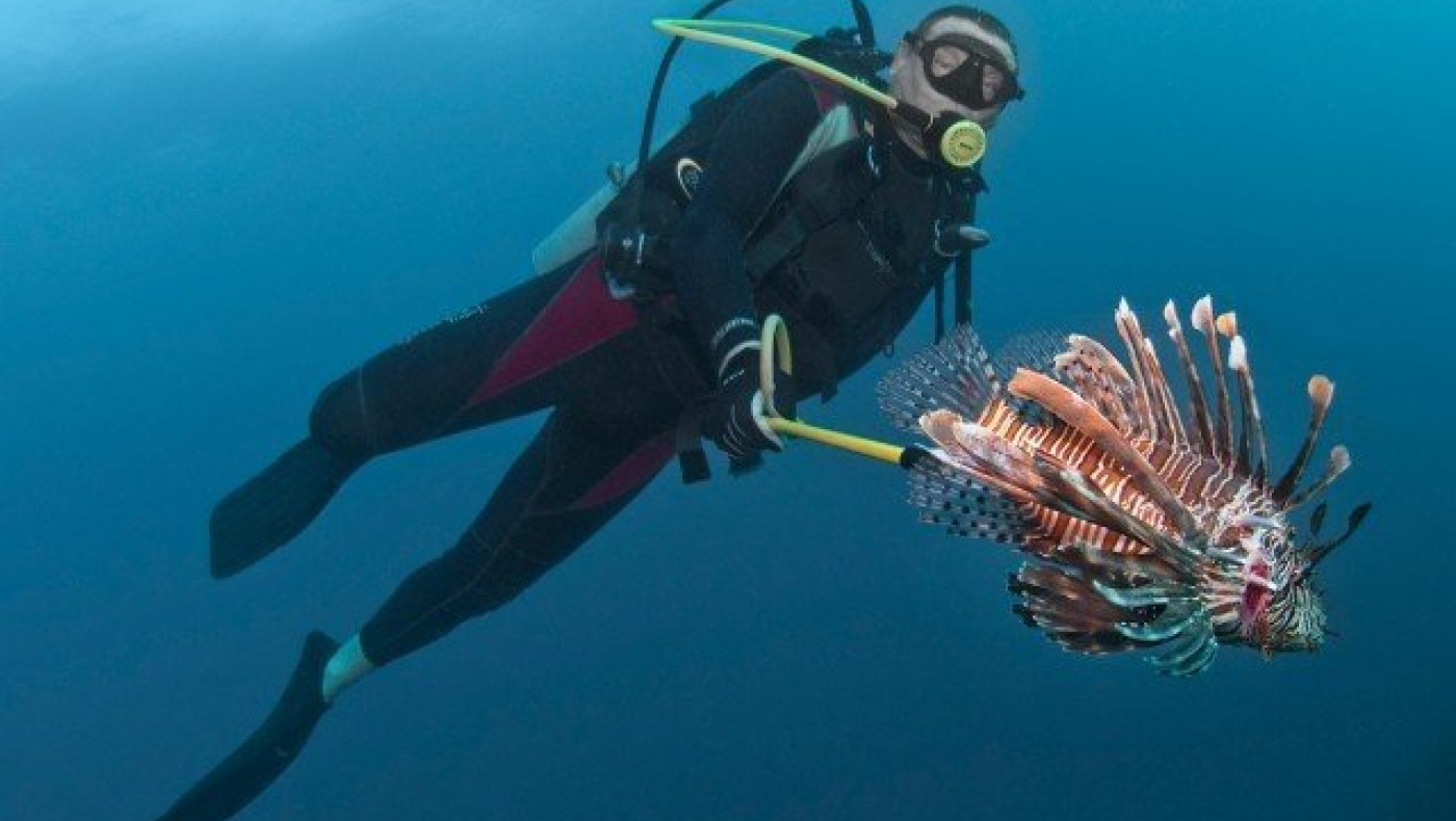 Λεοντόψαρα στη Ρόδο - Τι λένε οι ειδικοί για την επικινδυνότητά του