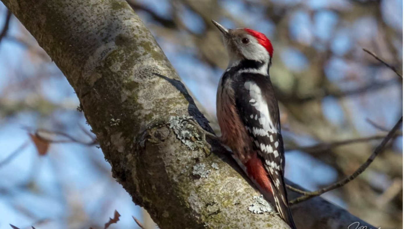 Θυμωμένος δρυοκολάπτης καταστρέφει κάμερες παρακολούθησης