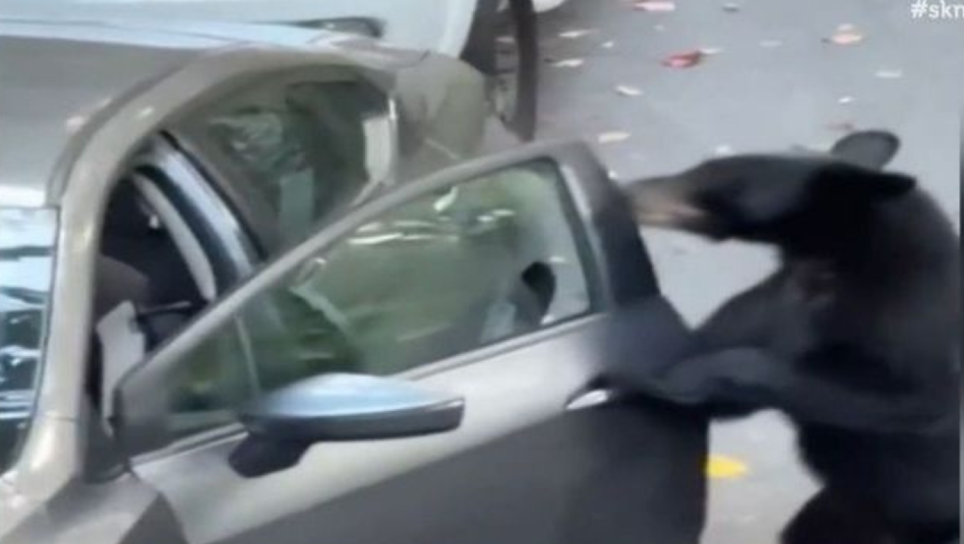 Αρκούδα ανοίγει αυτοκίνητο και είναι έτοιμη να πιάσει.. τιμόνι- Έτσι την απομάκρυναν