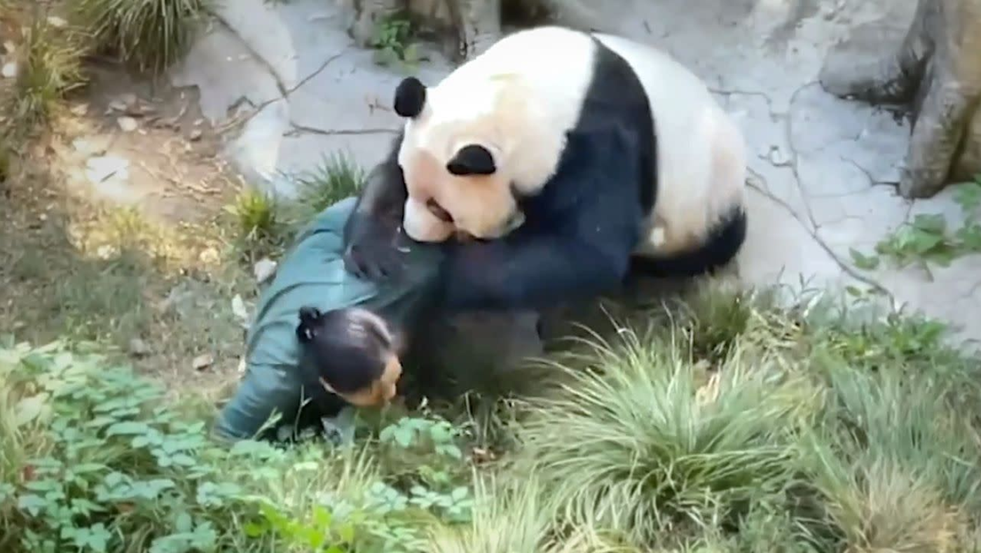 Κίνα: Πάντα επιτέθηκε σε υπάλληλο ζωολογικού κήπου!