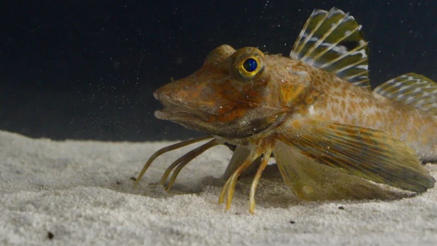 Ανακαλύφθηκε ψάρι που έχει φτερά πουλιού και πόδια καβουριού