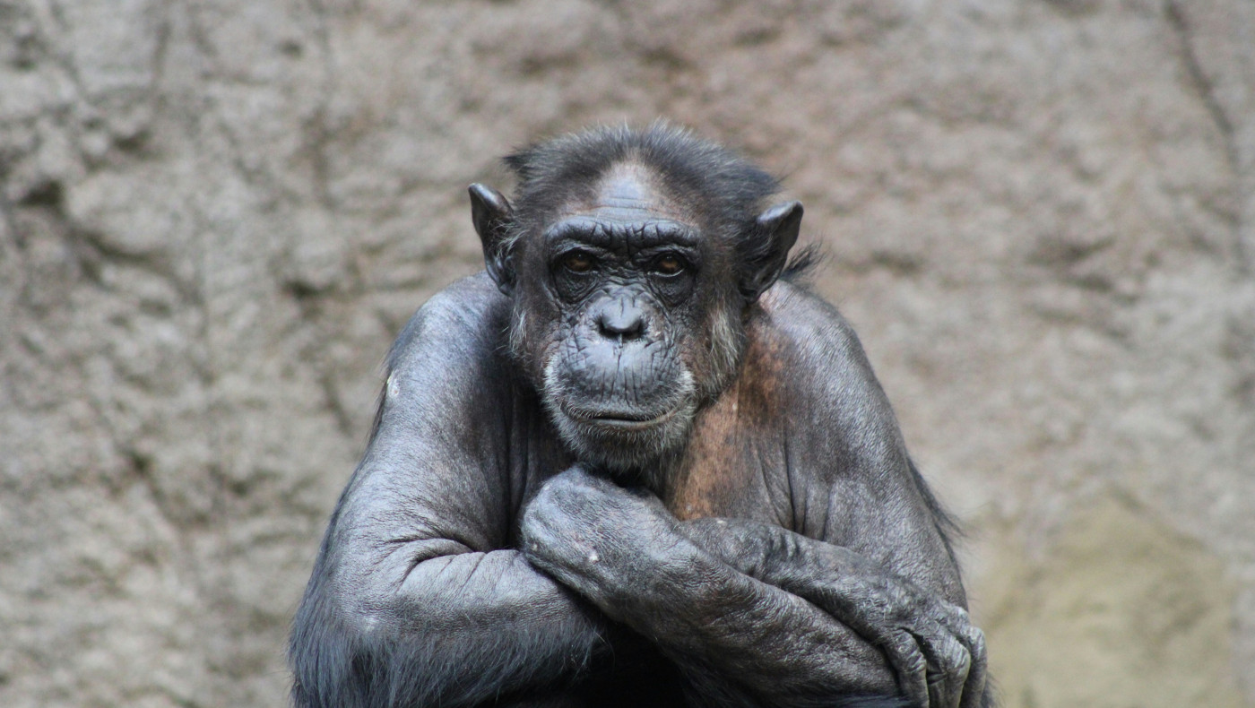 Χιμπατζής κατακρεούργησε και ευνούχισε μωρό μόλις 8 μηνών