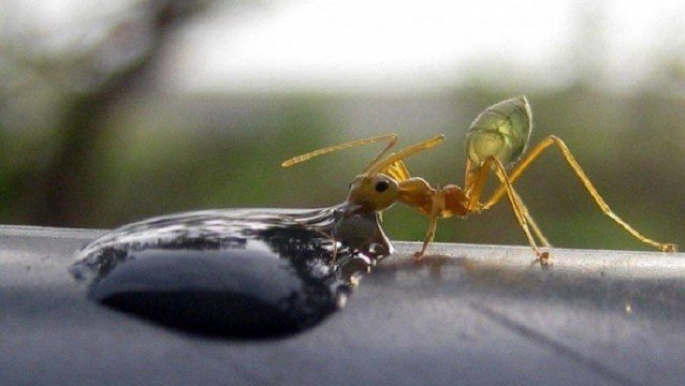 Επικό βίντεο: Ένα μυρμήγκι πίνει βότκα, δείτε πως αντέδρασε! (video)