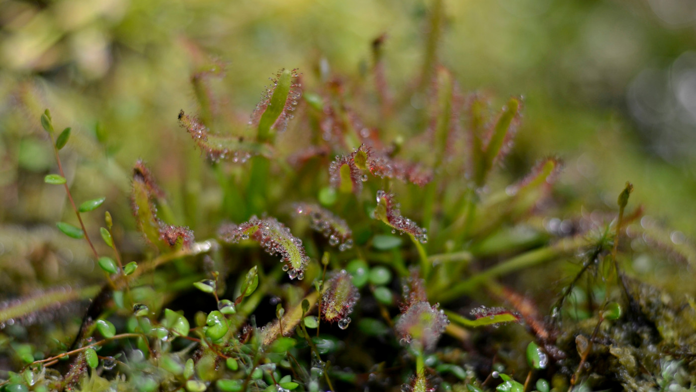Αλντροβάντα: Πού ανθίζει το ελληνικό και άκρως απειλητικό σαρκοφάγο φυτό