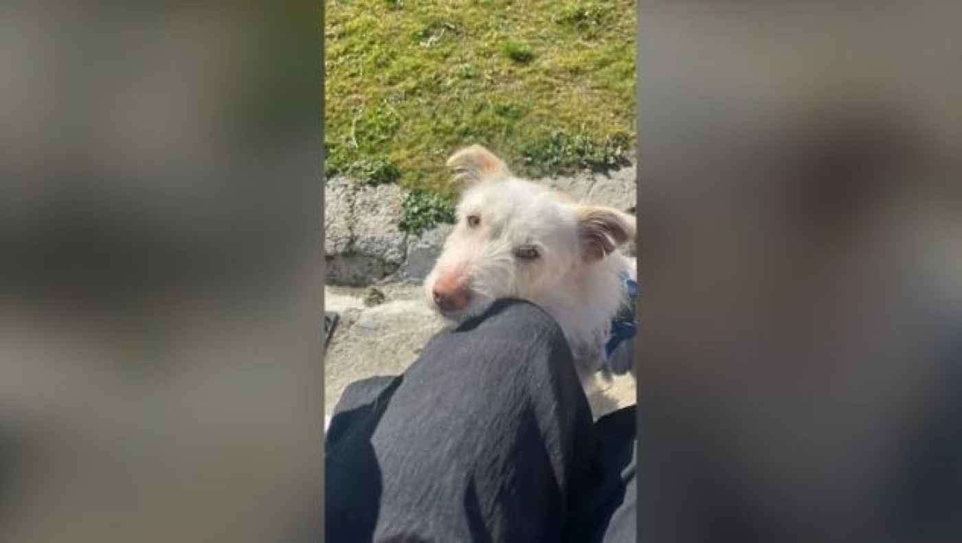 Φλώρινα: Βασάνισαν και σκότωσαν σκυλάκι – «Κακοποιήθηκε με αγριότητα»