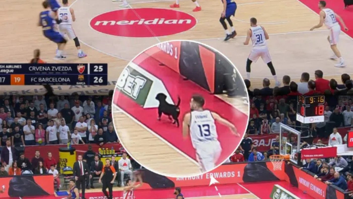 Σκύλος μπήκε στο γήπεδο κατά τη διάρκεια αγώνα της Euroleague