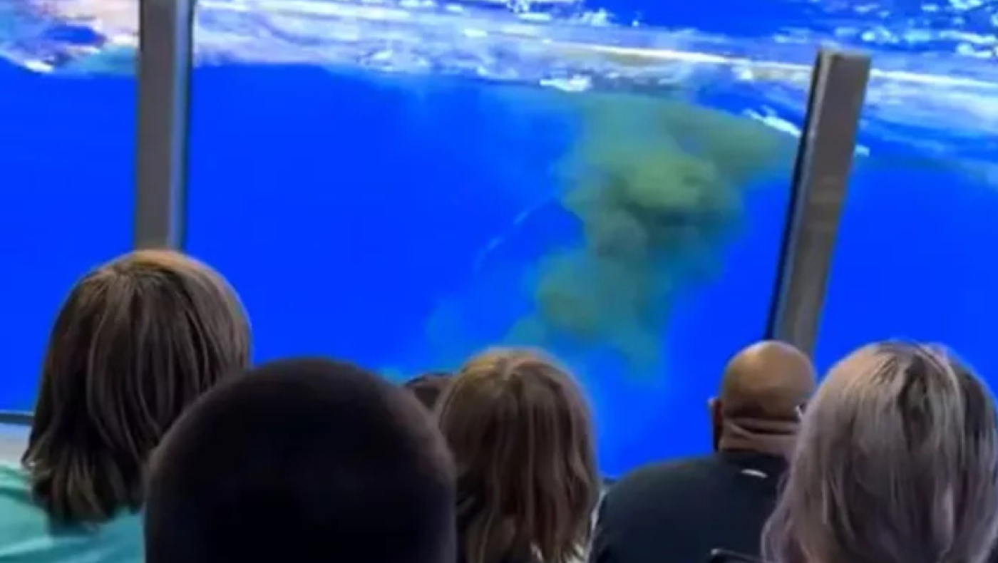 Φάλαινα αφόδευσε στην ώρα του show και πιτσίλισε τους θεατές!