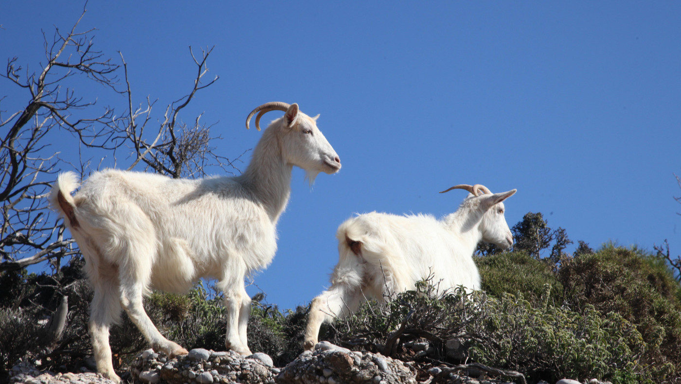 Ευλογιά των αιγοπροβάτων: Σφαγιάστηκαν συνολικά 24.000 ζώα - Τι ισχύει για γάλα και κρέας