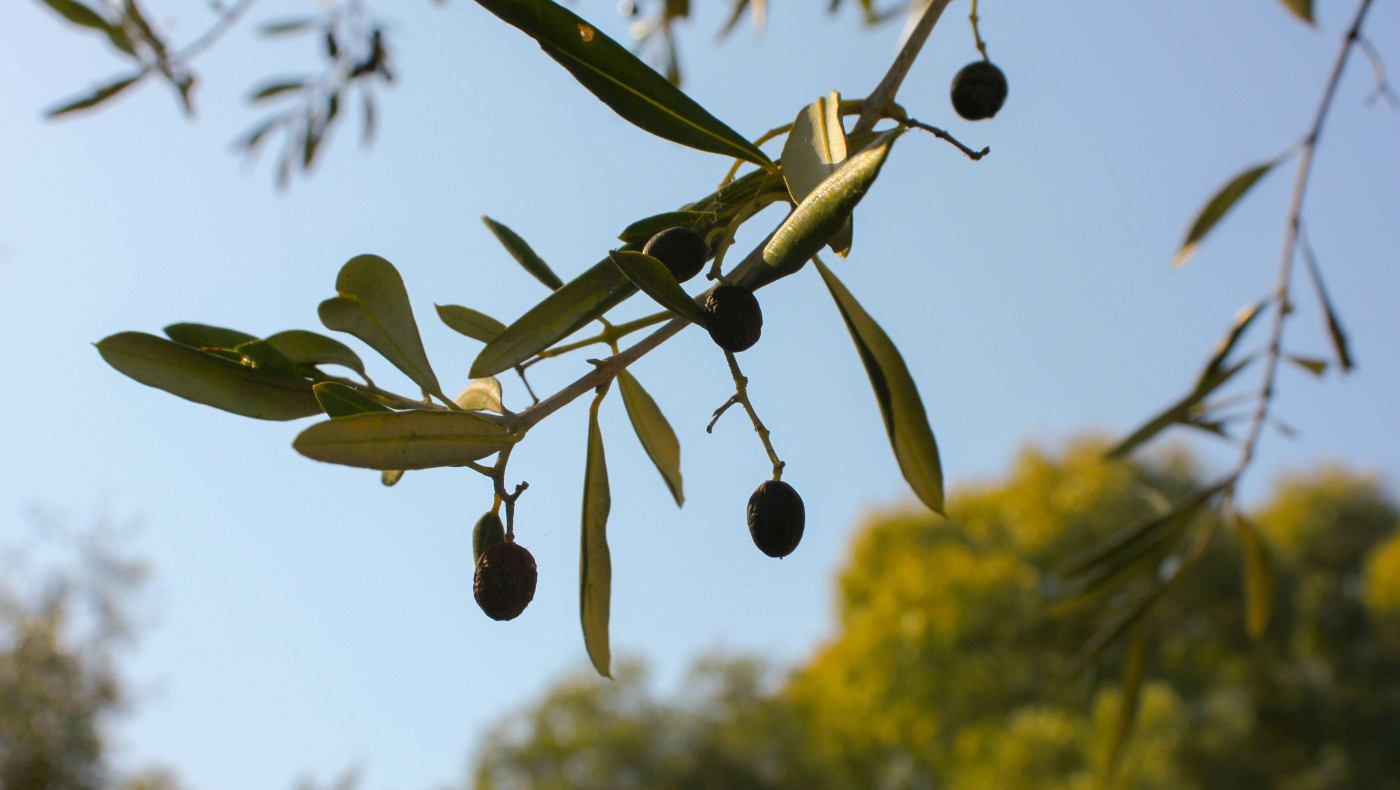 Το δικό του λάδι ετοιμάζεται να βγάλει ο δήμος Θεσσαλονίκης