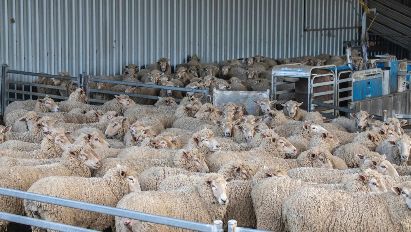 Μαγνησία: Νέο κρούσμα ευλογιάς σε μονάδα - 1.700 ζώα θα θανατωθούν