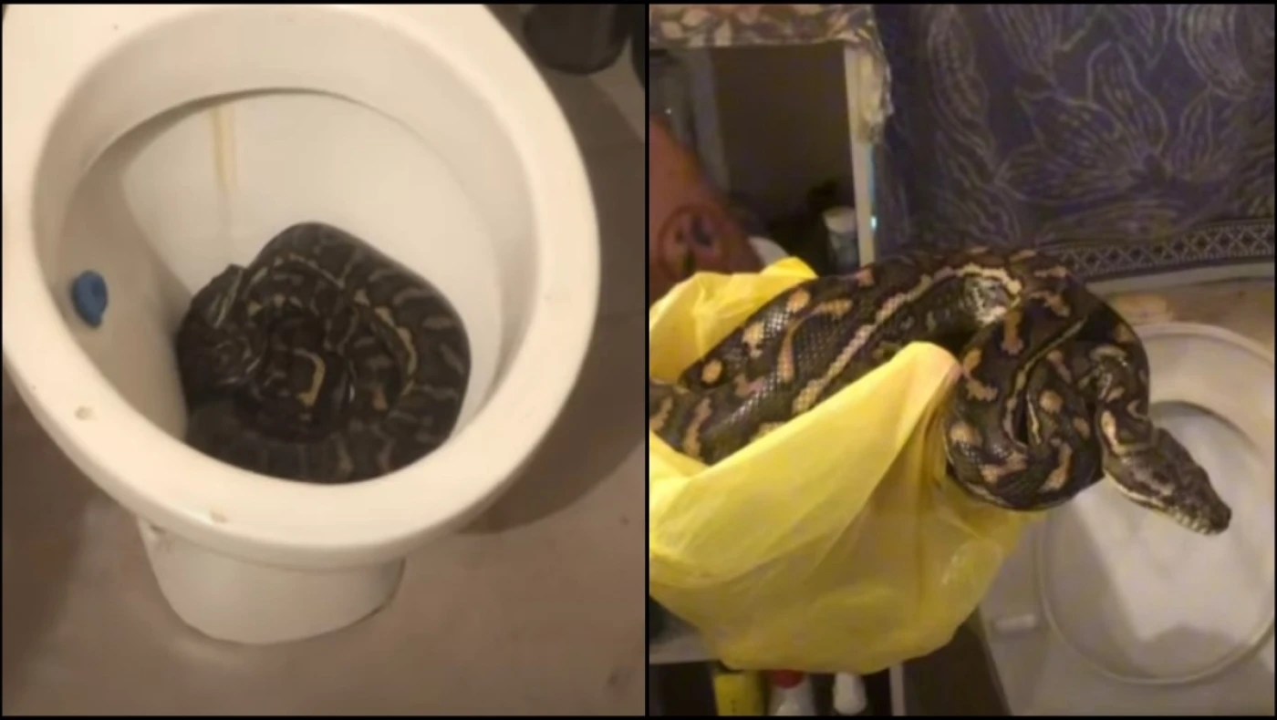 Πύθωνες εισέβαλαν στην τουαλέτα οικίας δύο φορές μέσα σε μία εβδομάδα