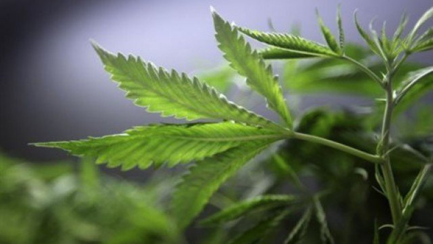 Προϊστορικοί ντίλερ «έσπρωχναν» κάνναβη την Εποχή του Λίθου!