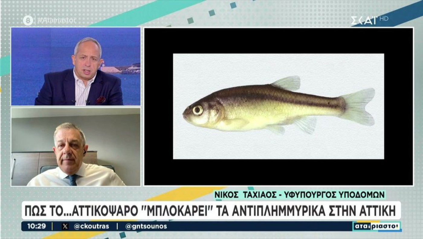 Αττική: Πώς το αττικόψαρο εμποδίζει τα αντιπλημμυρικά έργα