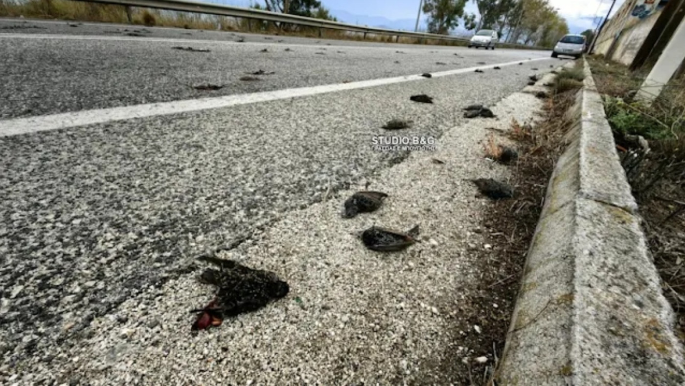 Αργολίδα: Σοκαριστικό θέαμα από εκατοντάδες νεκρά πουλιά στον δρόμο