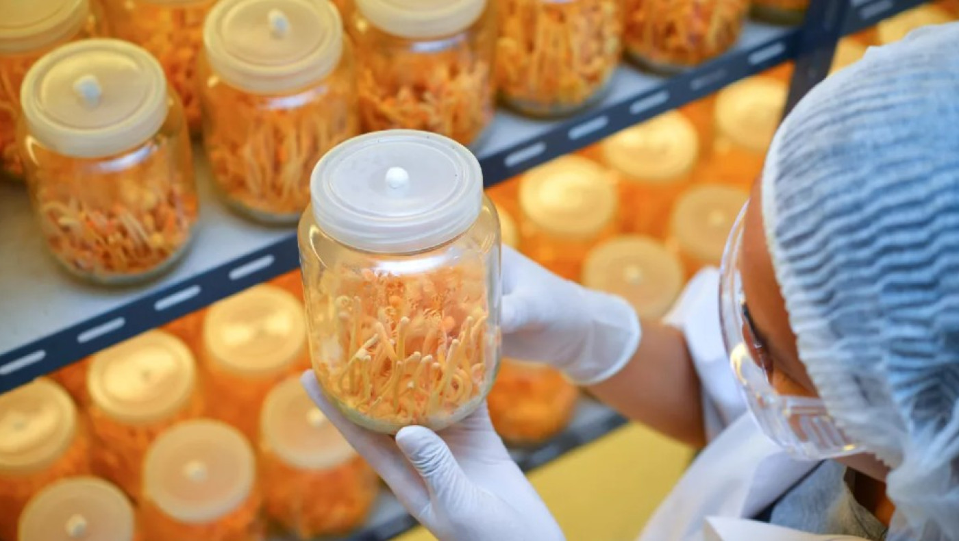 Καρκίνος: Υποσχόμενη αντικαρκινική θεραπεία από ένα θαυματουργό μανιτάρι