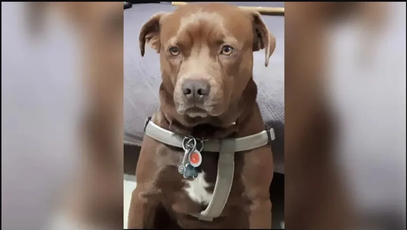 Κρήτη: Σκύλος έσωσε τη ζωή γείτονα που έπαθε επιληπτική κρίση