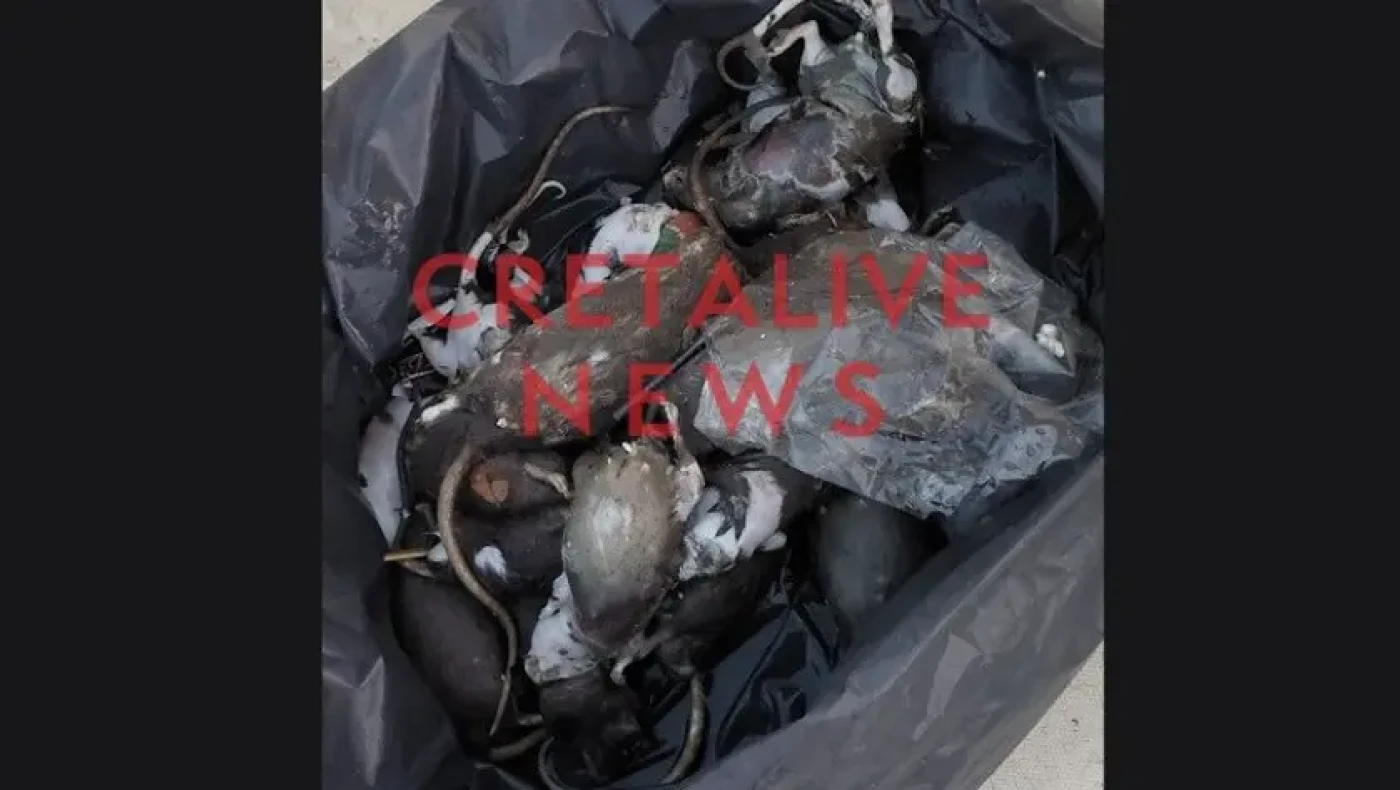 Ηράκλειο: Λαοθάλασσα... ψόφιων ποντικιών στο ενετικό λιμάνι